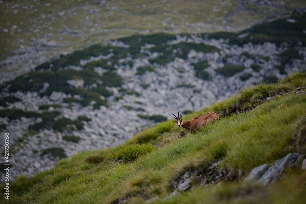 A black goat grazing on the mountain in the evening. Rupicapra wild animal in freedom A black goat grazing on the mountain in the evening. Rupicapra wild animal in freedom