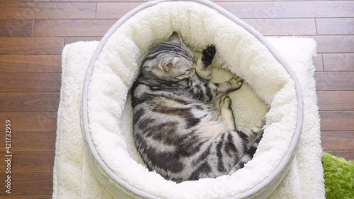 ベッドで毛づくろいをする猫の動画