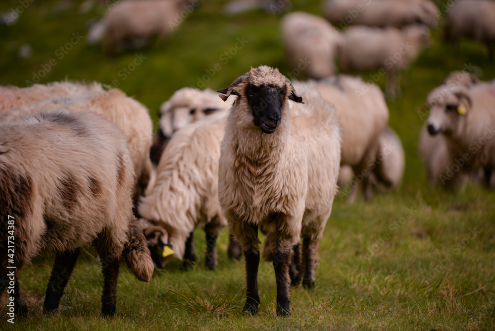 large flock of sheep walking on the rocky mountain at high altitude large flock of sheep walking on the rocky mountain at high altitude
