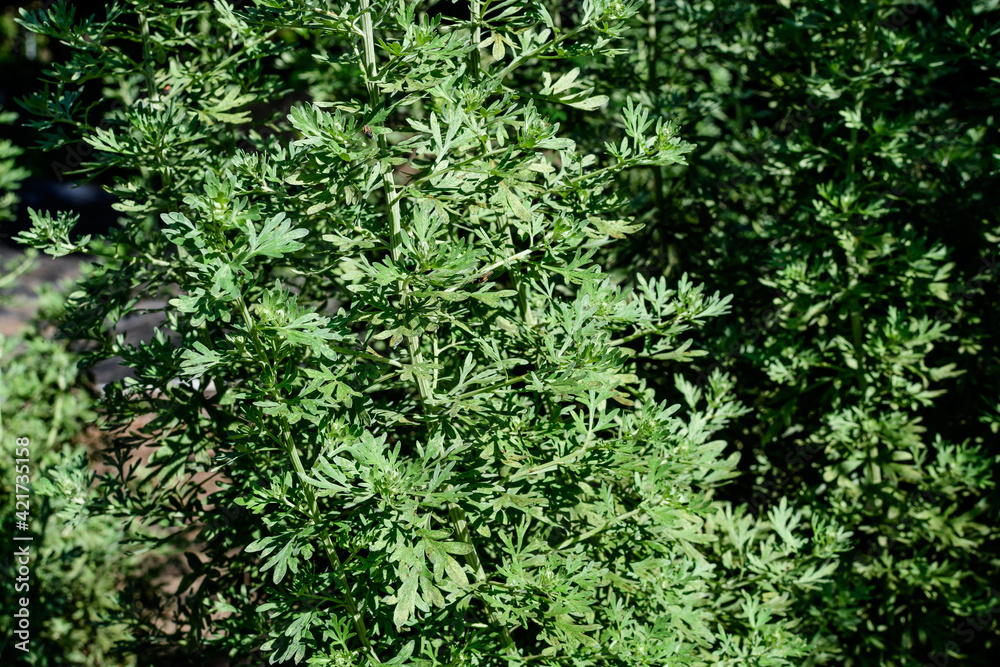 Close up of fresh green leaves of Artemisia absinthium, known as grand wormwood or absinthe, in a garden in a sunny spring day, background photographed with soft focus. Close up of fresh green leaves of Artemisia absinthium, known as grand wormwood or absinthe, in a garden in a sunny spring day, background photographed with soft focus.