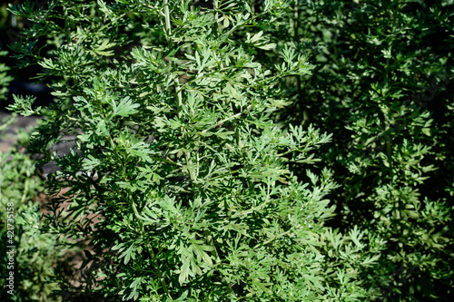 Close up of fresh green leaves of Artemisia absinthium  known as grand wormwood or absinthe  in a garden in a sunny spring day  background photographed with soft focus.