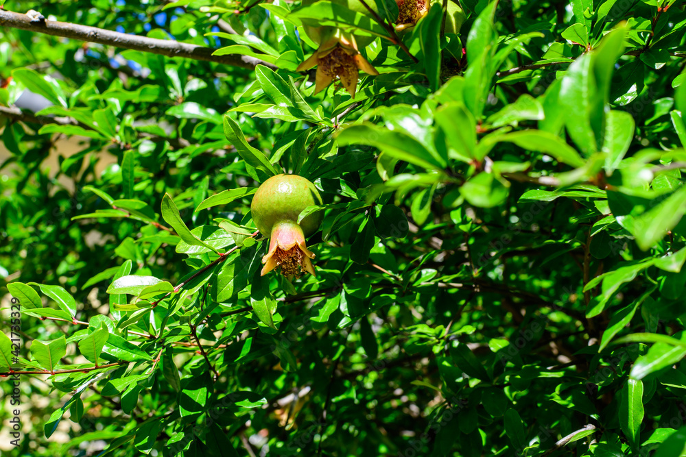 One small raw pomegranate fruit and green leaves in a large tree in direct sunlight in an orchard garden in a sunny summer day, beautiful outdoor floral background photographed with selective focus.