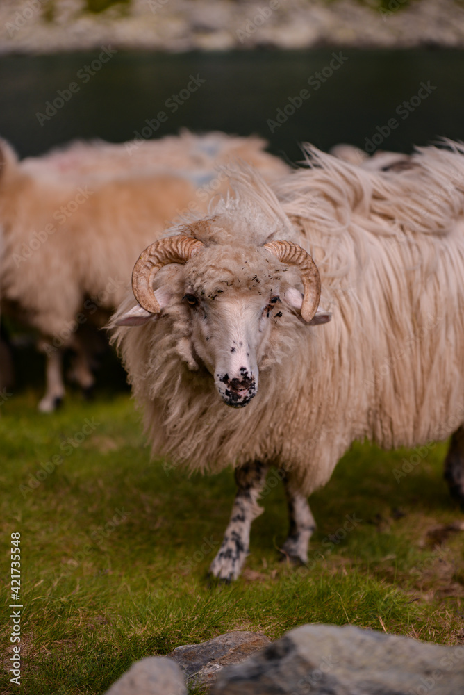 large flock of sheep walking on the rocky mountain at high altitude large flock of sheep walking on the rocky mountain at high altitude