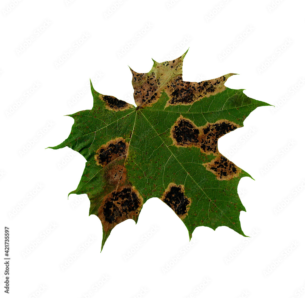 Fototapeta premium Maple leaf on the white background