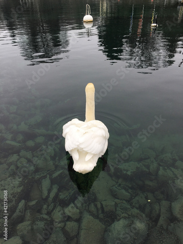 swan on the lake