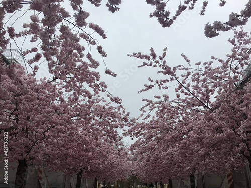 blossom
