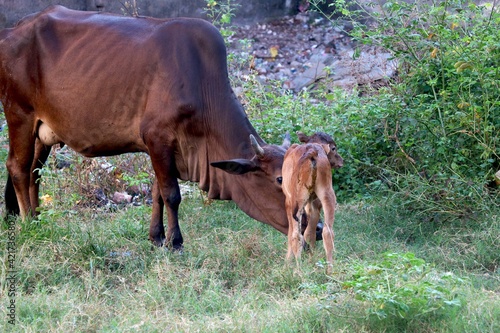Cow with her baby in green grass field