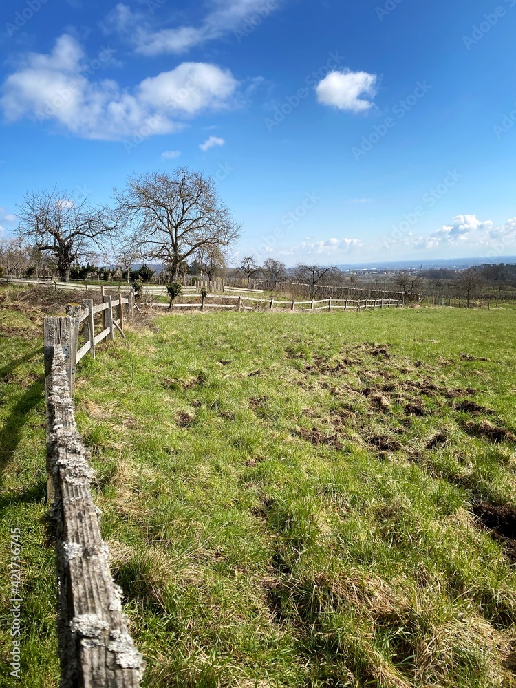 Fototapeta premium path in the field