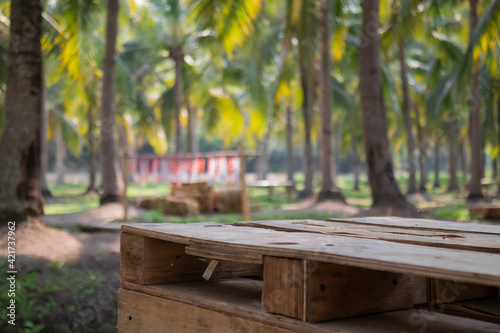 Summer field of coconut palm