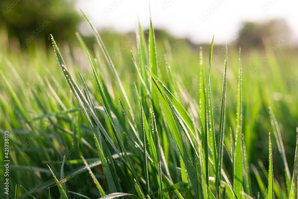 Obraz premium green grass background