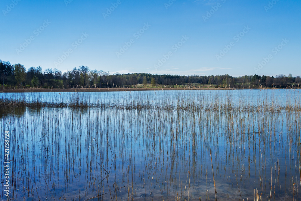 Calm lake with reeds.