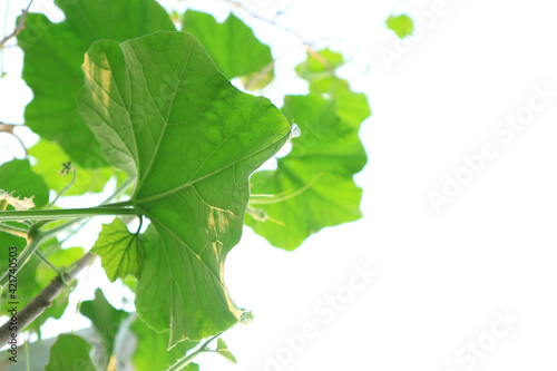 Close up green pumpkin leaf, co2 concept.