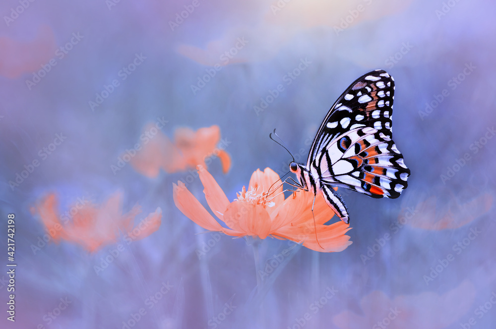 butterfly on the flowers