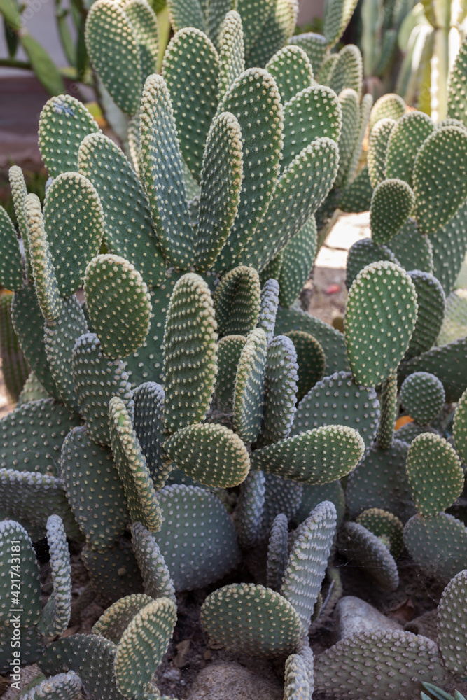 Cacti in Olvera Street Los Angeles Cacti in Olvera Street Los Angeles