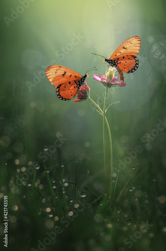 two butterfly on the flower