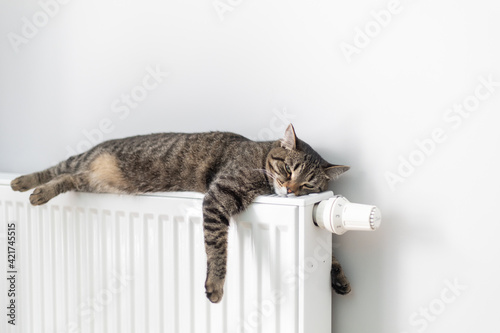 The cat lies on a heating radiator against the background of a gray wall. The cat warms up on the battery
