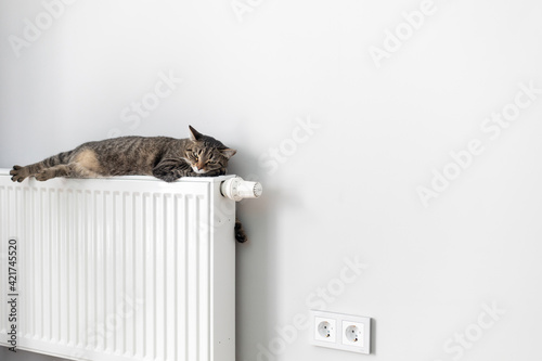 The cat lies on a heating radiator against the background of a gray wall. The cat warms up on the battery
