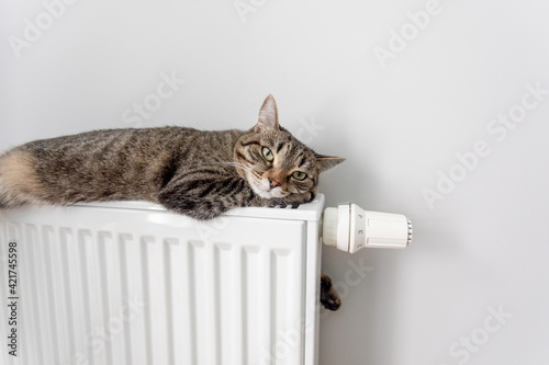 The cat lies on a heating radiator against the background of a gray wall. The cat warms up on the battery

