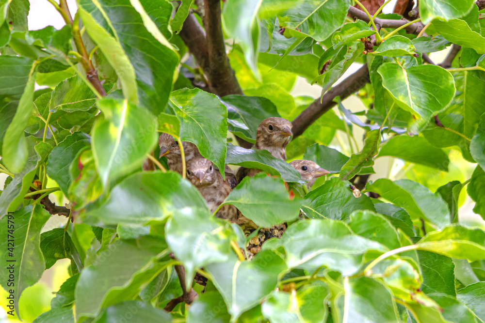 Junge Stieglitze (Distelfinken) im gut getarnten Nest. Sie schauen neugierig in die Welt. Junge Stieglitze (Distelfinken) im gut getarnten Nest. Sie schauen neugierig in die Welt.