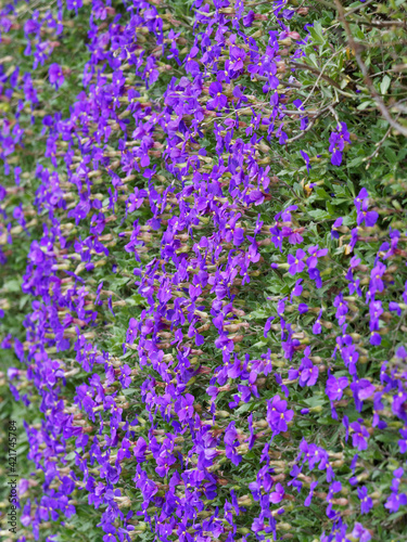 Carpet of green spoon-shaped  oval-shaped and lobed leaves of purple or rainbow rock cress with inflorescence of small flowers with lavender to pink petals