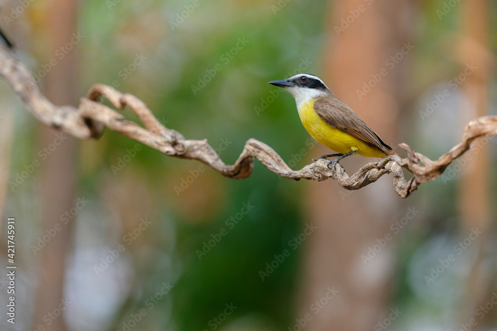 The Great kiskadee (Pitangus sulphuratus)