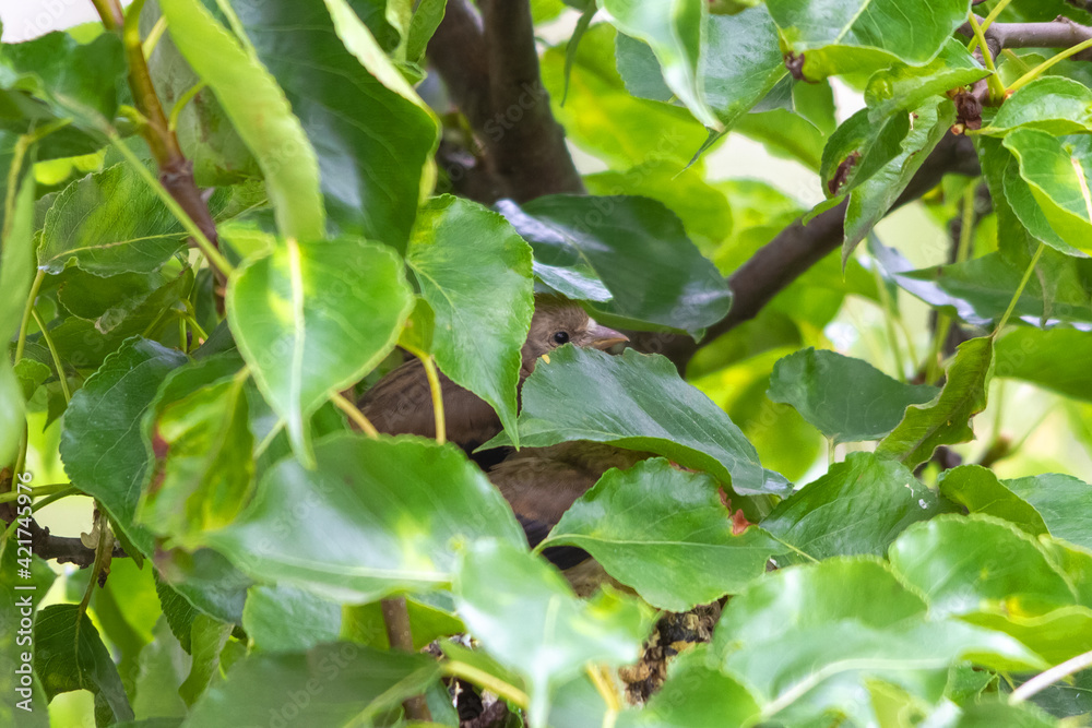 Junge Stieglitze im Nest. Gut versteckt und getarnt. Junge Stieglitze im Nest. Gut versteckt und getarnt.