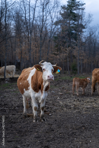 Vacas y terneros en una explotación ganadera en el bosque