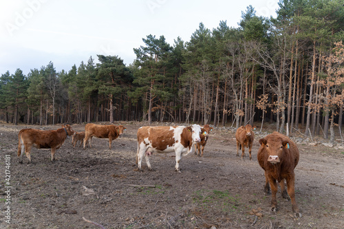 Vacas y terneros en una explotación ganadera en el bosque