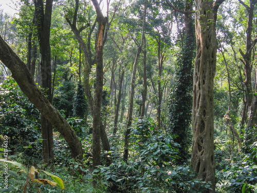 Trees with thick undergrowth and weeds and moss in the rain forests 