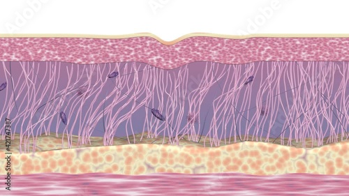 Wrinkle reduction treatment. Skin rejuvenation and wrinkle smoothing process. Collagen and elastin fibers regeneration. Medical 3D animation of cross-section of skin tissue before and after treatment. photo