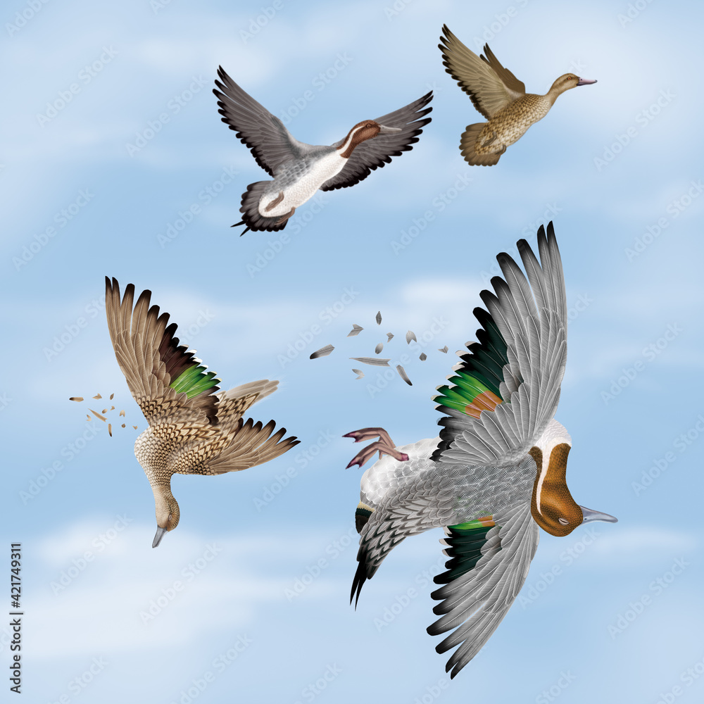 Fototapeta premium la chasse, tirer, canard, pilet, femelle, mâle, volant, ciel, vol, atteindre, tuer, oiseau, animal, nature, ailes, faune, bleu, blanc, sauvage, mer, oie, empennage, liberté