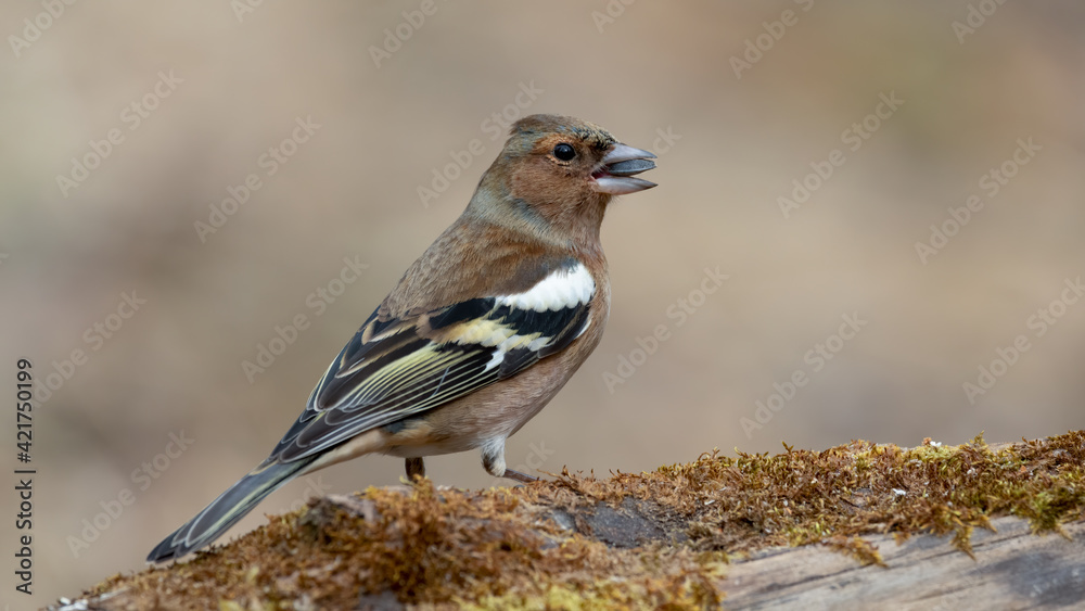 bird, natur, wild lebende tiere, robin, tier, wild, spatz, bird, gering bird, natur, wild lebende tiere, robin, tier, wild, spatz, bird, gering