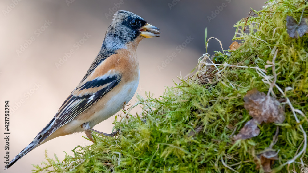 Obraz premium bird, natur, robin, wild lebende tiere, tier, wild, spatz, schnabel,