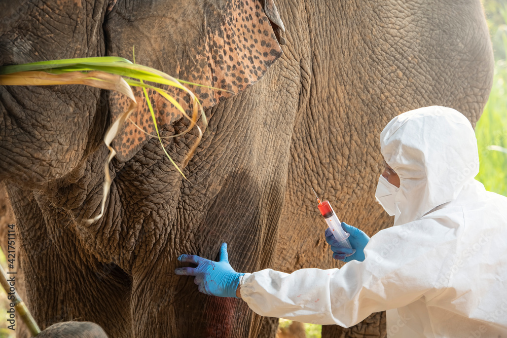 How to keep elephants healthy with a vaccine to prevent disease. By