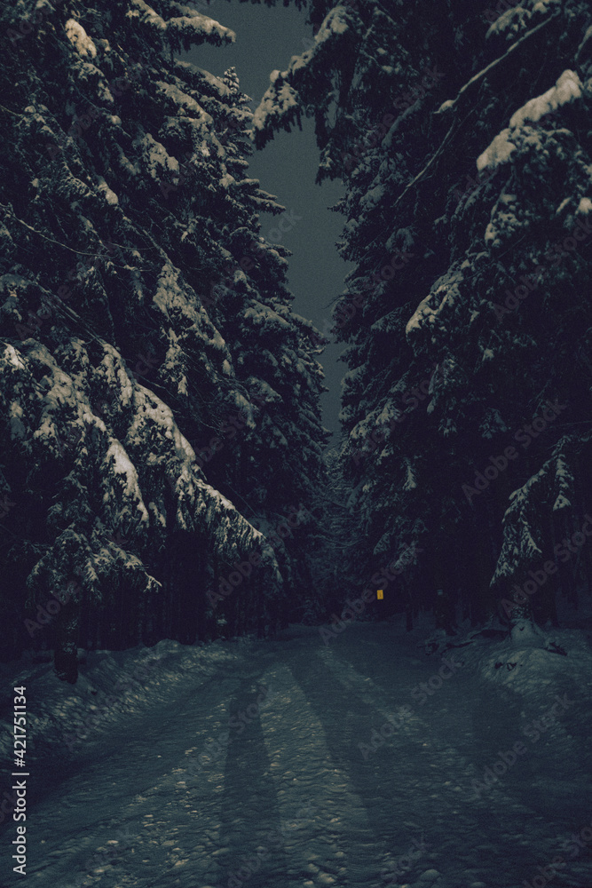 road in the forest