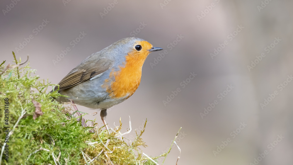 bird, robin, natur, wild lebende tiere, tier, rot, wild, ast, baum, winter, garden, schnabel, bird, bird, robin, natur, wild lebende tiere, tier, rot, wild, ast, baum, winter, garden, schnabel, bird,