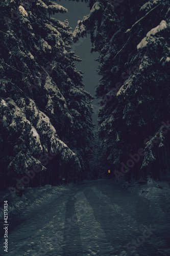 Obraz na płótnie road in the forest w salonie