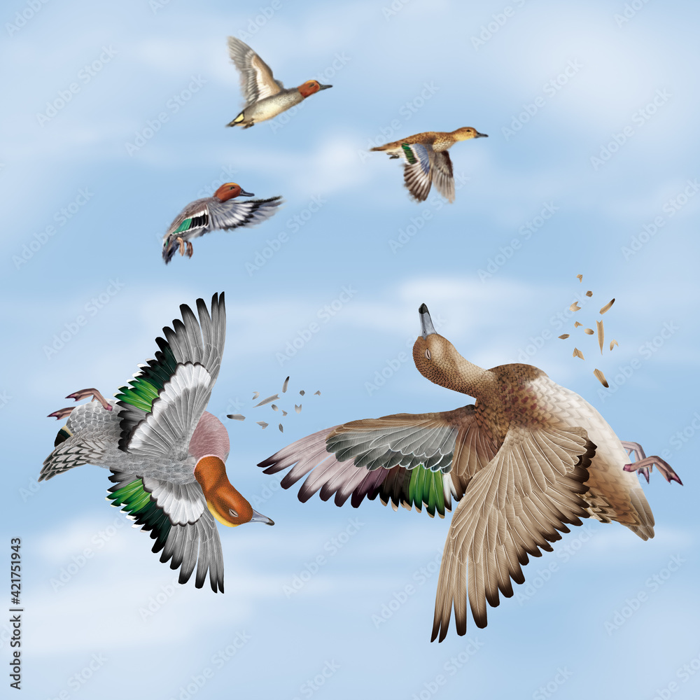 Obraz premium la chasse, tirer, canard, siffleur , femelle, mâle, volant, ciel, vol, atteindre, tuer, oiseau, animal, nature, ailes, faune, bleu, blanc, sauvage, mer, oie, empennage, liberté