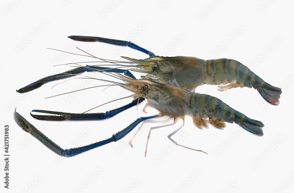 Fresh shrimp,prawn isolated on white background Fresh shrimp,prawn isolated on white background