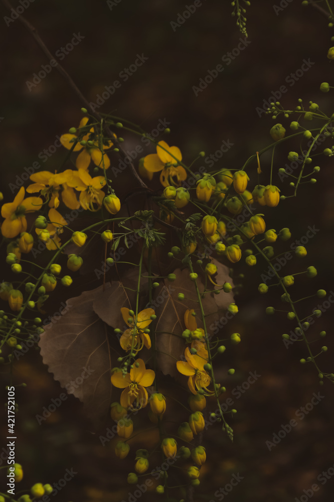 Φωτογραφία Beautiful landscape of golden shower flowers hanging down of the spring season