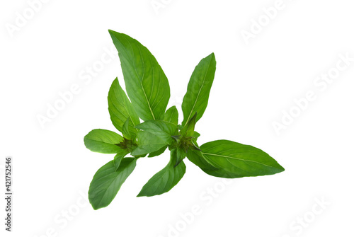 Fresh Green Basil Leaf, isolated on white background.