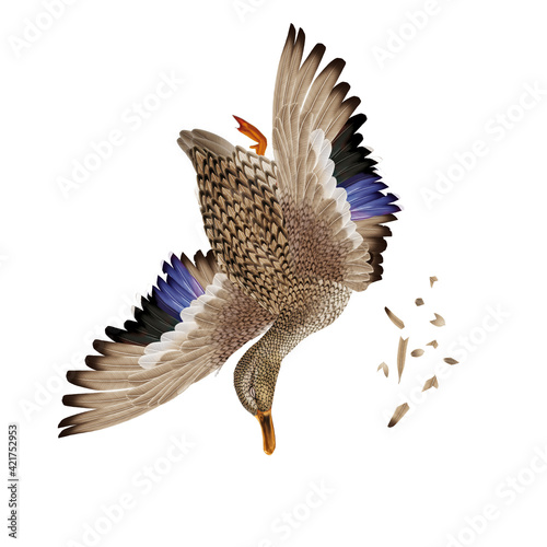 la chasse, tirer, canard, colvert, femelle, mâle, volant, ciel, vol, atteindre, tuer, oiseau, animal, nature, ailes, faune, bleu, blanc, sauvage, mer, oie, empennage, liberté, mouche, aigle, rapace, f