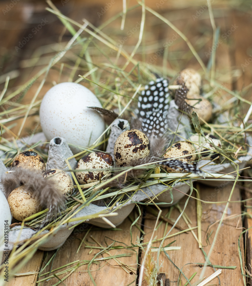 Ostereier im natürlichen Nest aus Heu, verschiedene Eier von Wachtel, Fasan, Huhn, Ente und Gans