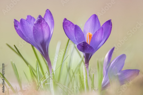 Krokusse auf der Wiese