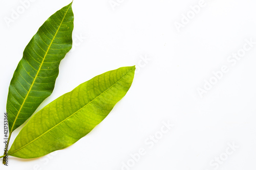 background texture nature mango leaf arrangement flat lay postcard style on white