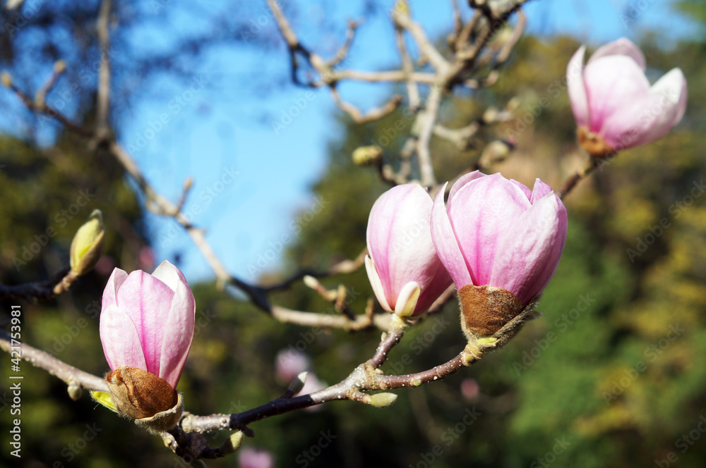 Magnolia Sulanja Magnolia Sulanja
