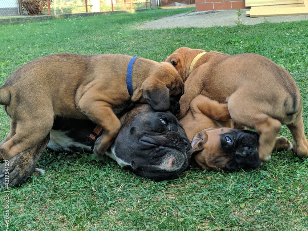 wild group of boxer puppies lying on their mommy hoping to get fed looking like a happy family in the garden