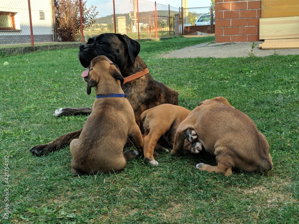 wild group of boxer puppies lying on their mommy hoping to get fed looking like a happy family in the garden wild group of boxer puppies lying on their mommy hoping to get fed looking like a happy family in the garden