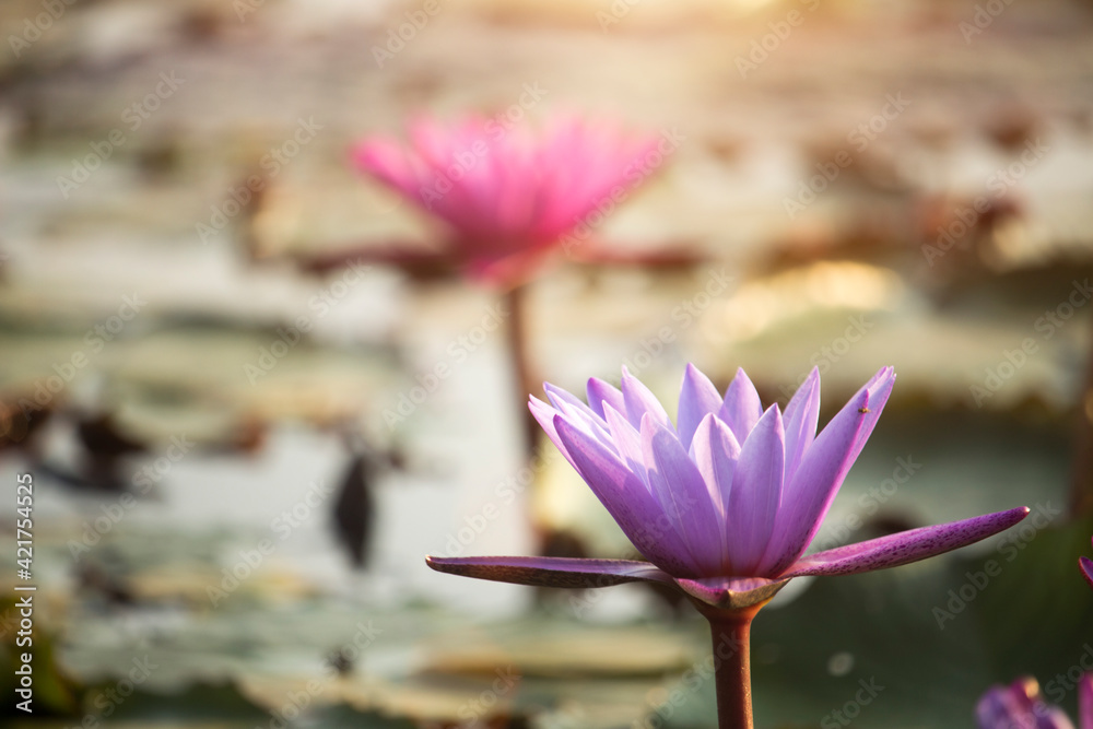 Purple lotus flowers are blooming with sunset Purple lotus flowers are blooming with sunset
