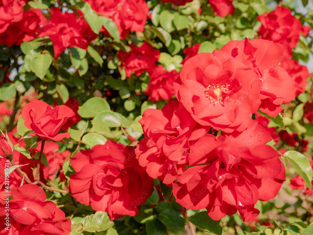 Huge red rose-like flowers surrounded by green leaves forming a natural spring background Huge red rose-like flowers surrounded by green leaves forming a natural spring background